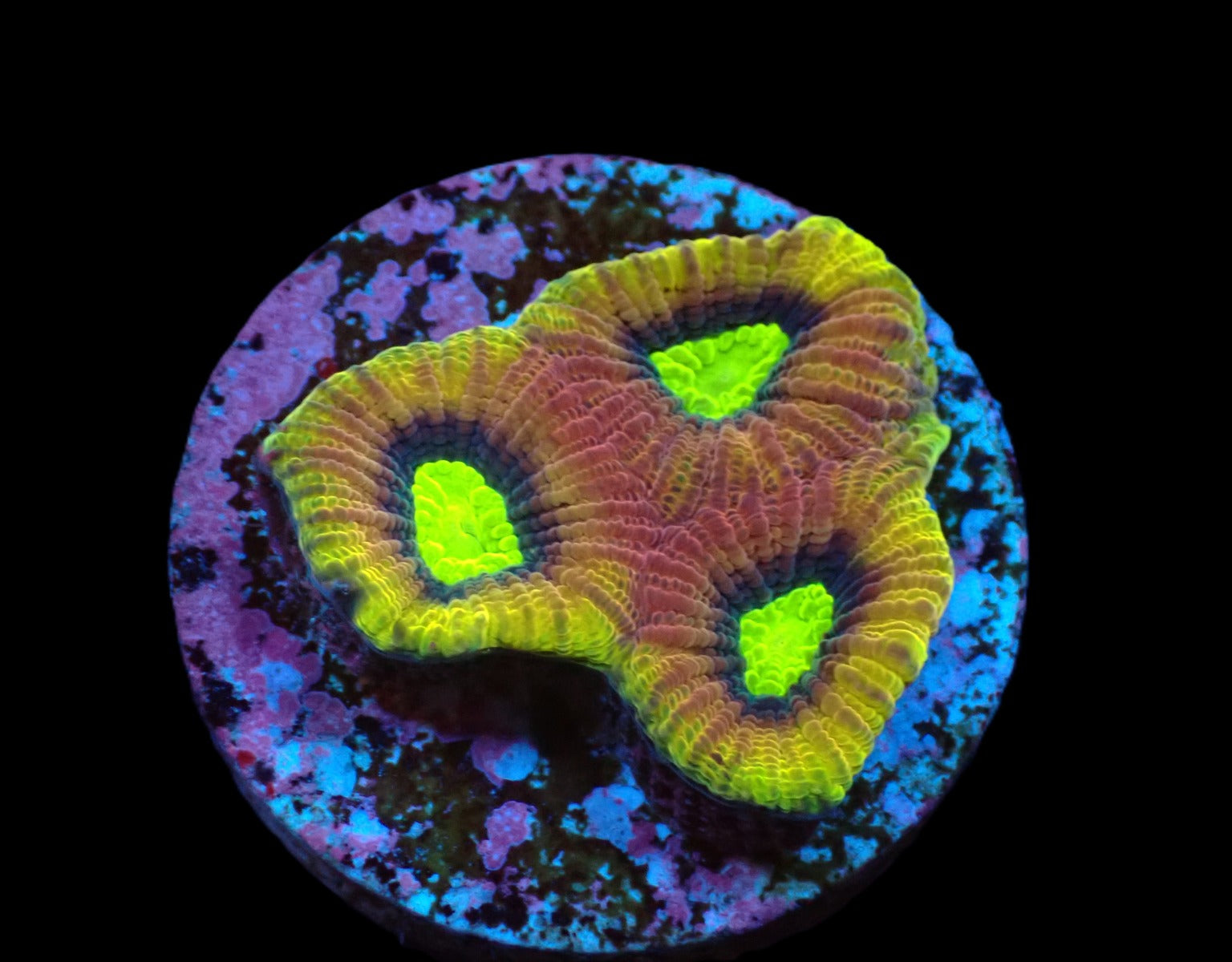 Favites complanata (Dragon Soul) (frag)