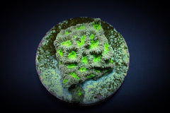 Favites spp. (Green) (frag)