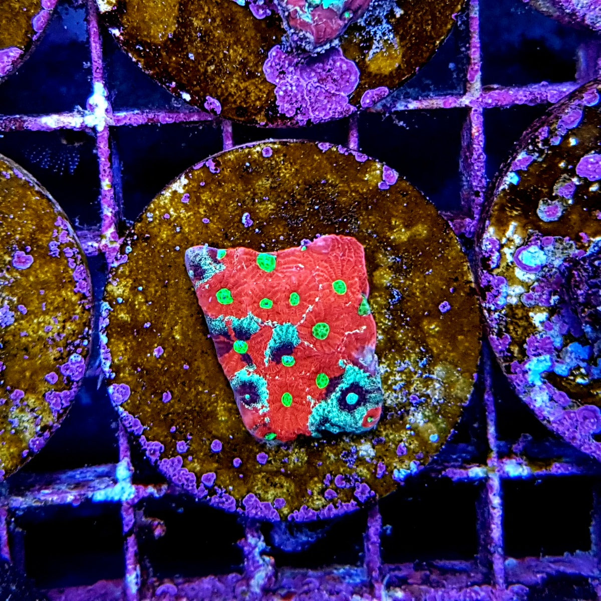 Favites pentagona (Premium) (frag)