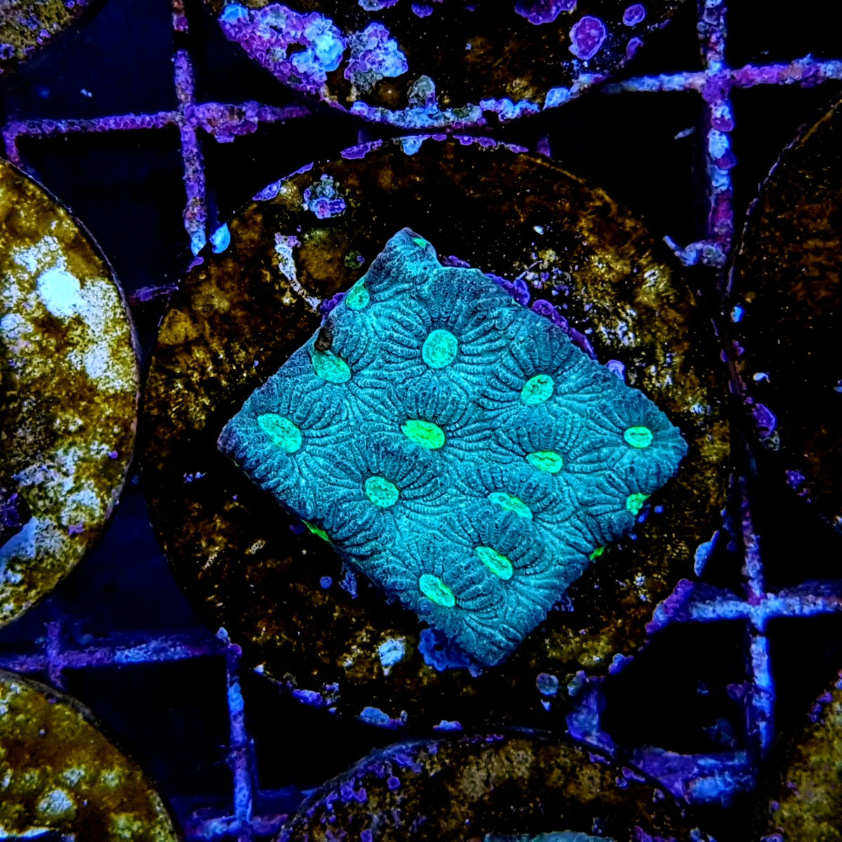 Favites pentagona (Premium) (frag)