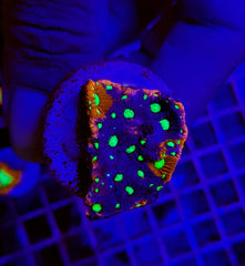 Favites pentagona (Ultra) (frag)