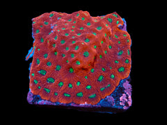 Favites pentagona (Ultra) (M) pb 042
