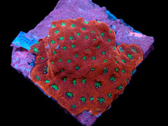 Favites pentagona (Ultra) (M) pb 079