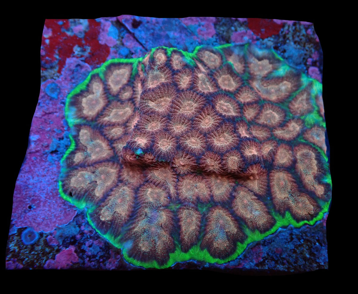Favites sp. (Special Colored) (M) pb 634