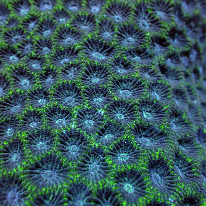 Favites spp. (Green)