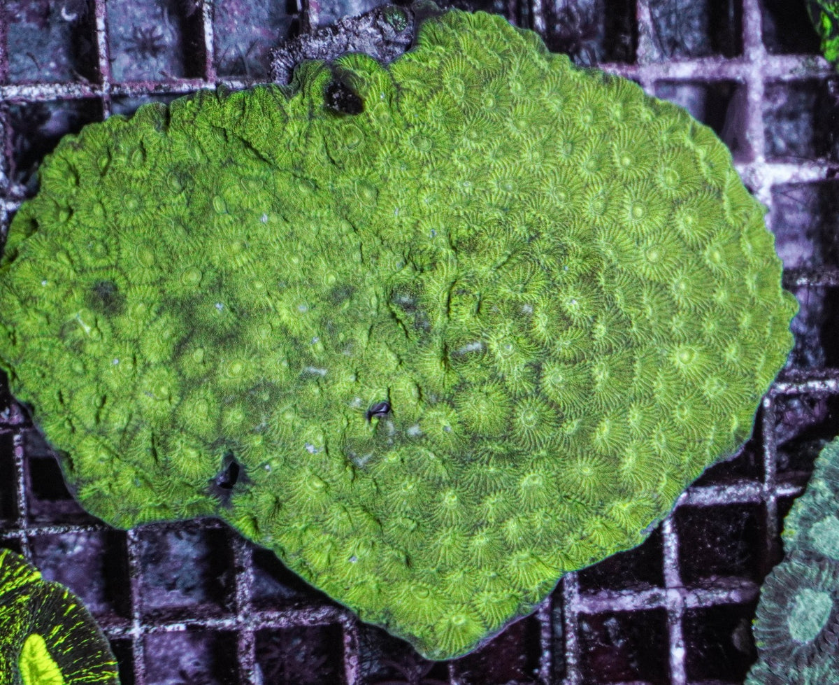 Favites spp. (Green)