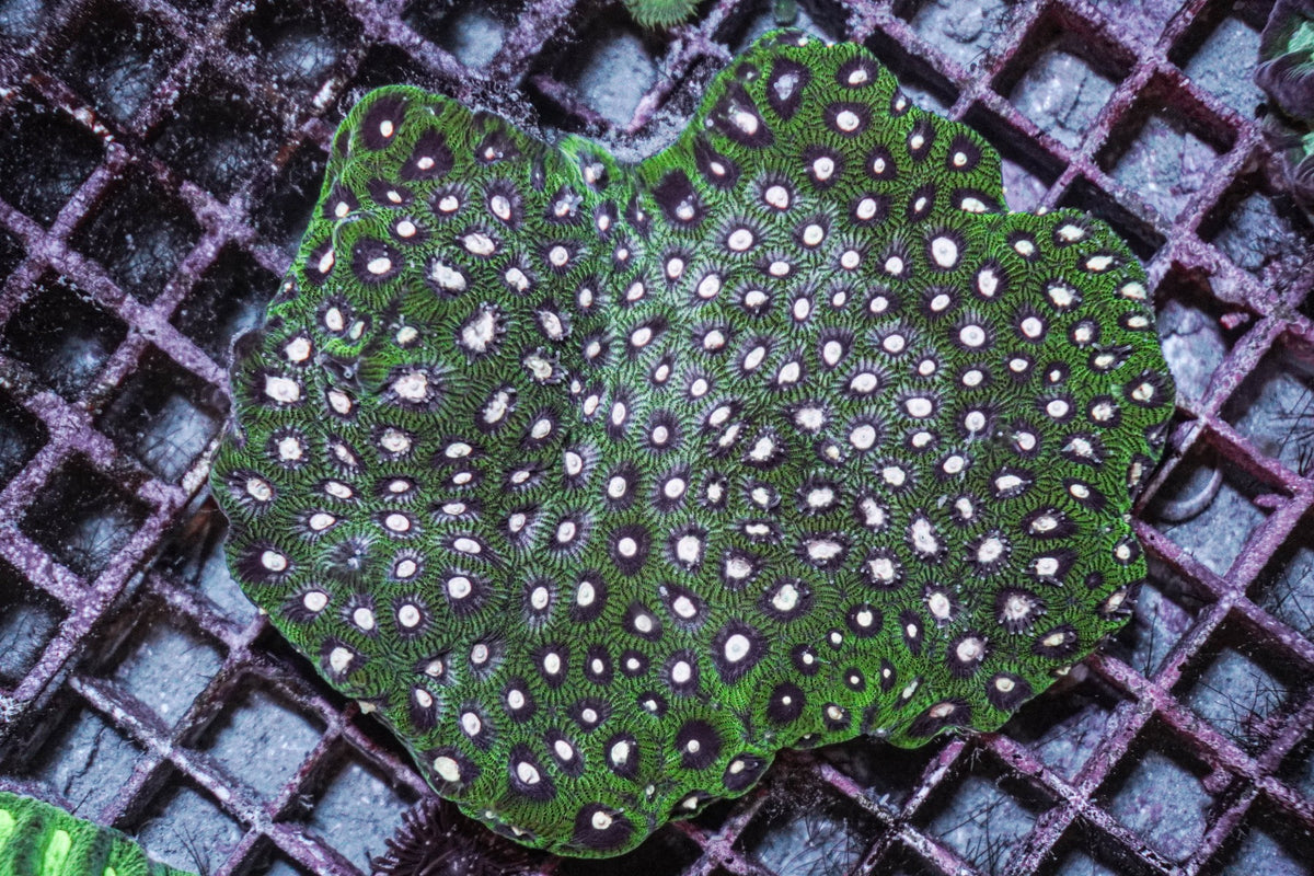 Favites spp. (Green)