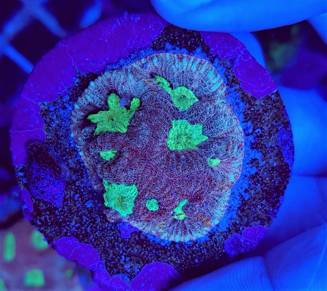 Favites spp. (Green) (frag)