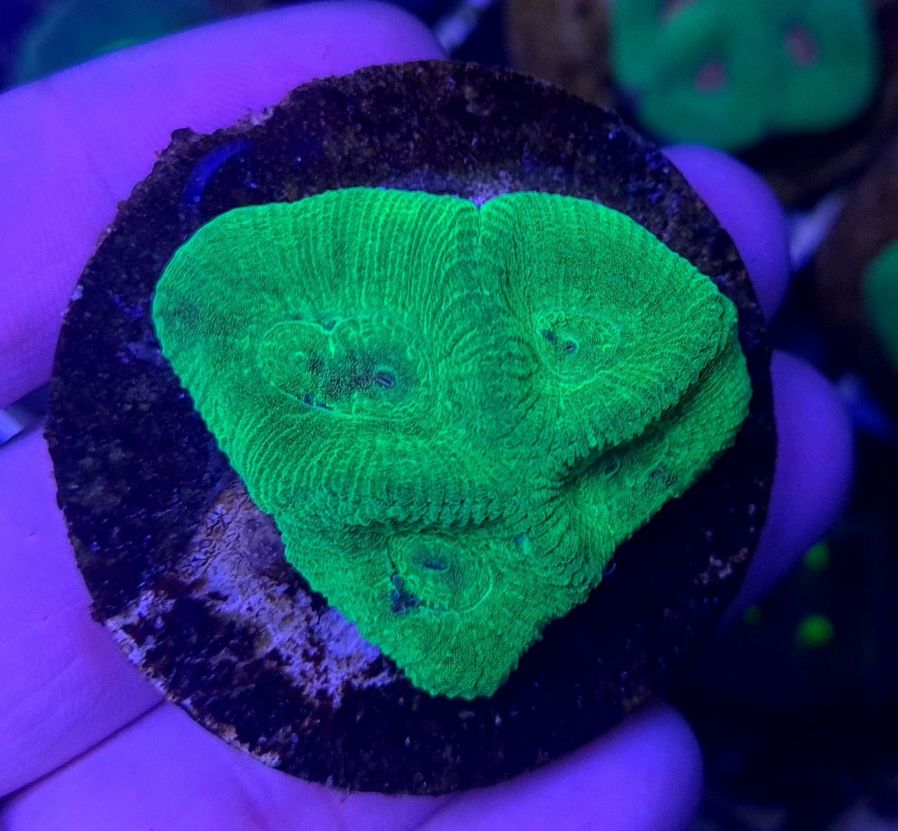 Favites spp. (Green) (frag)