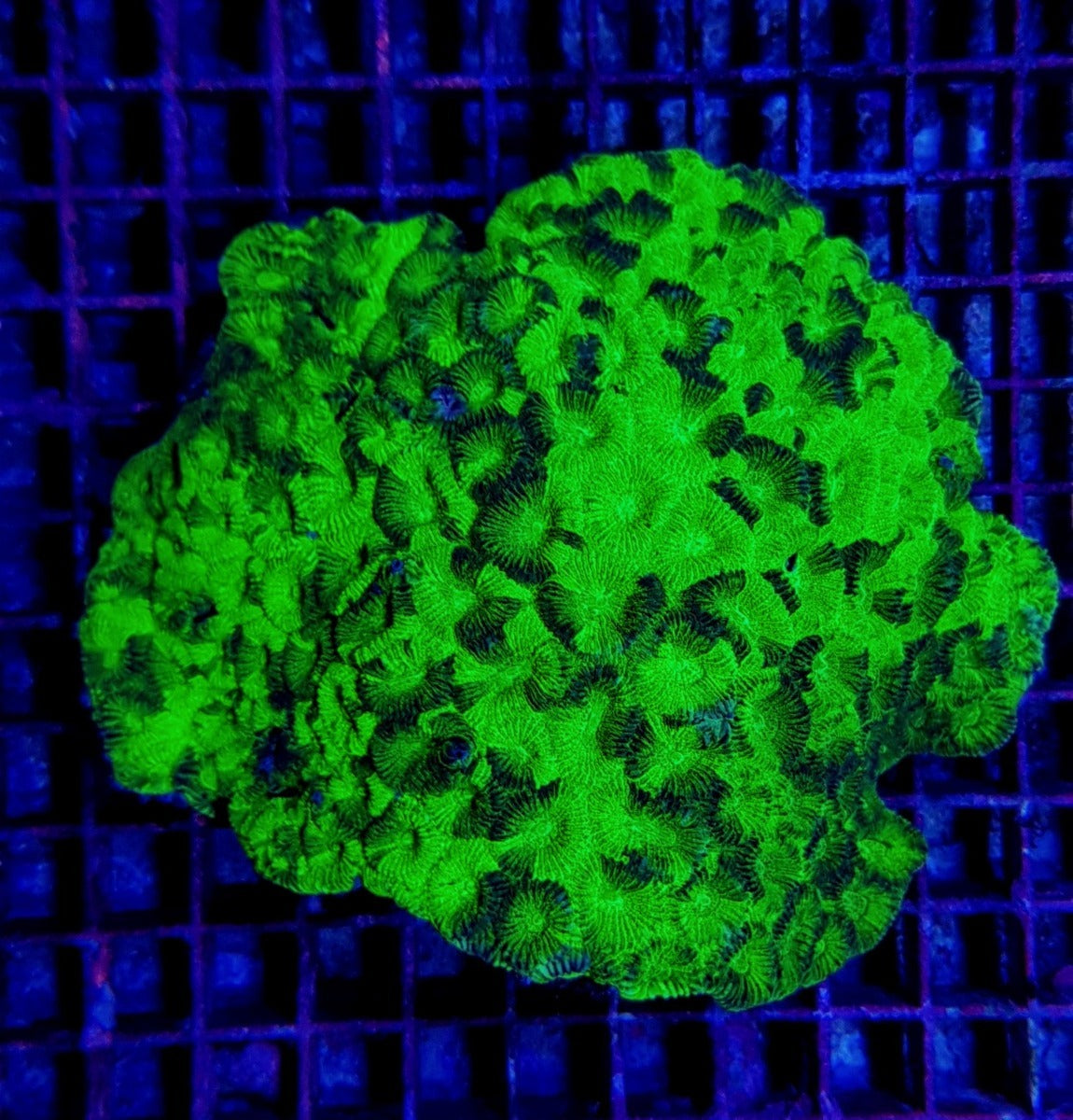 Favites spp. (Green) (Premium)