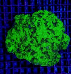 Favites spp. (Green) (Premium)