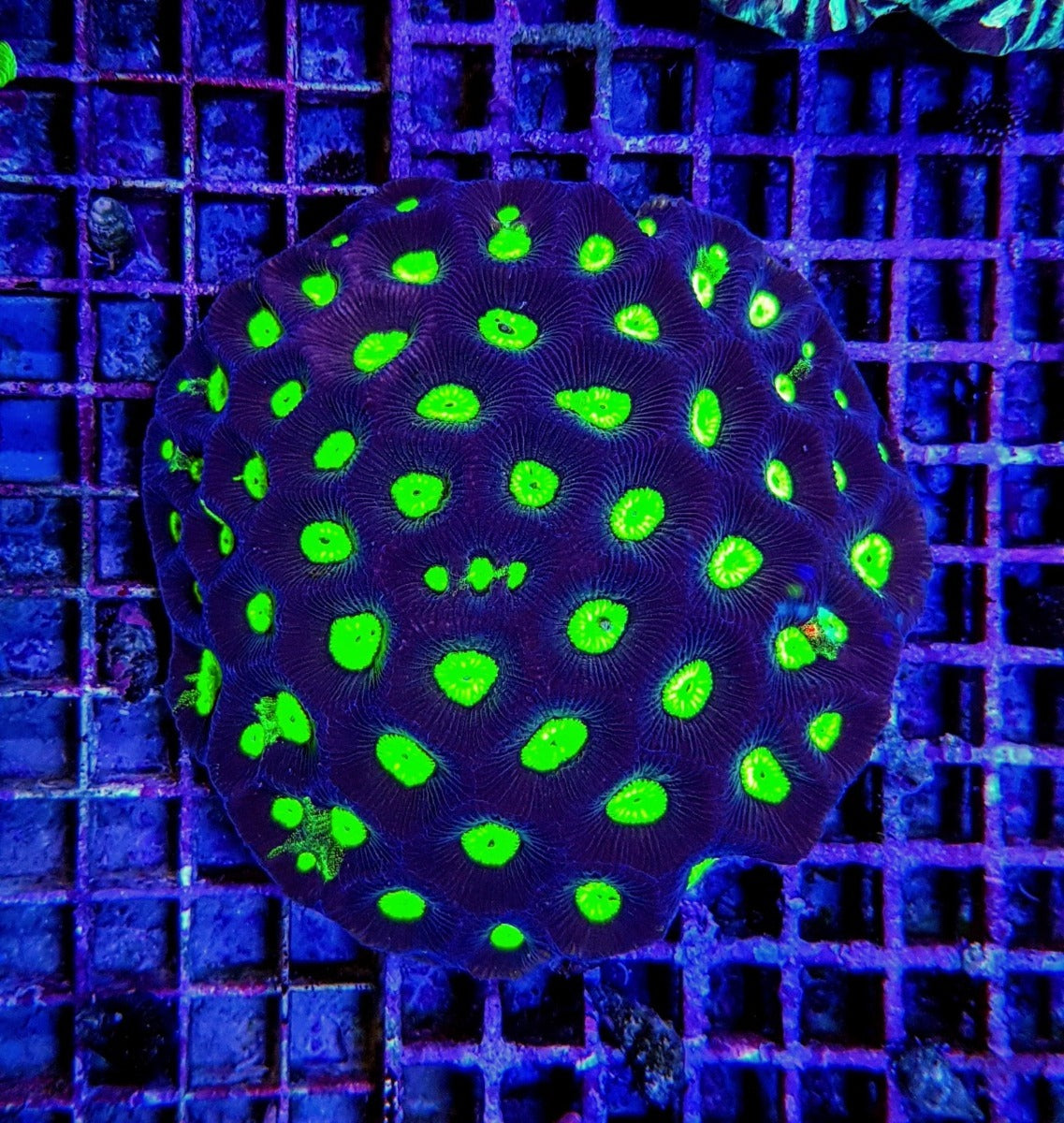 Favites spp. (Green) (Premium)