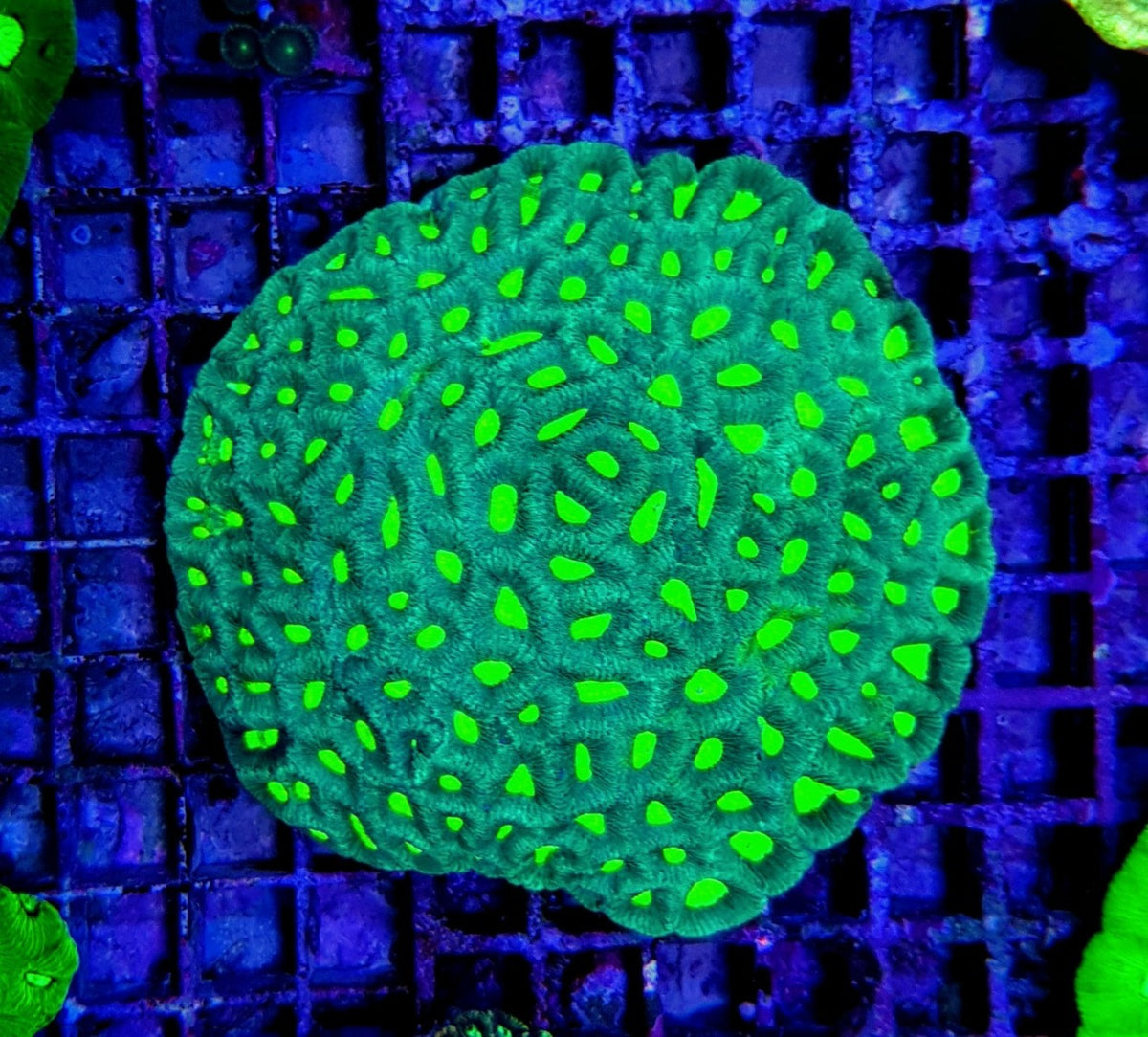 Favites spp. (Green) (Premium)