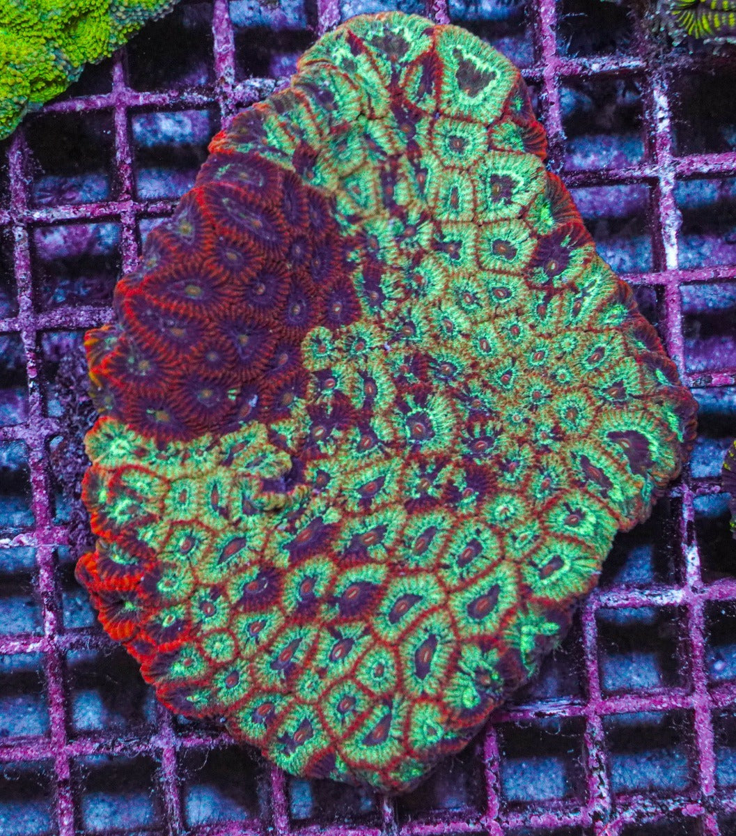Favites spp. (Premium)