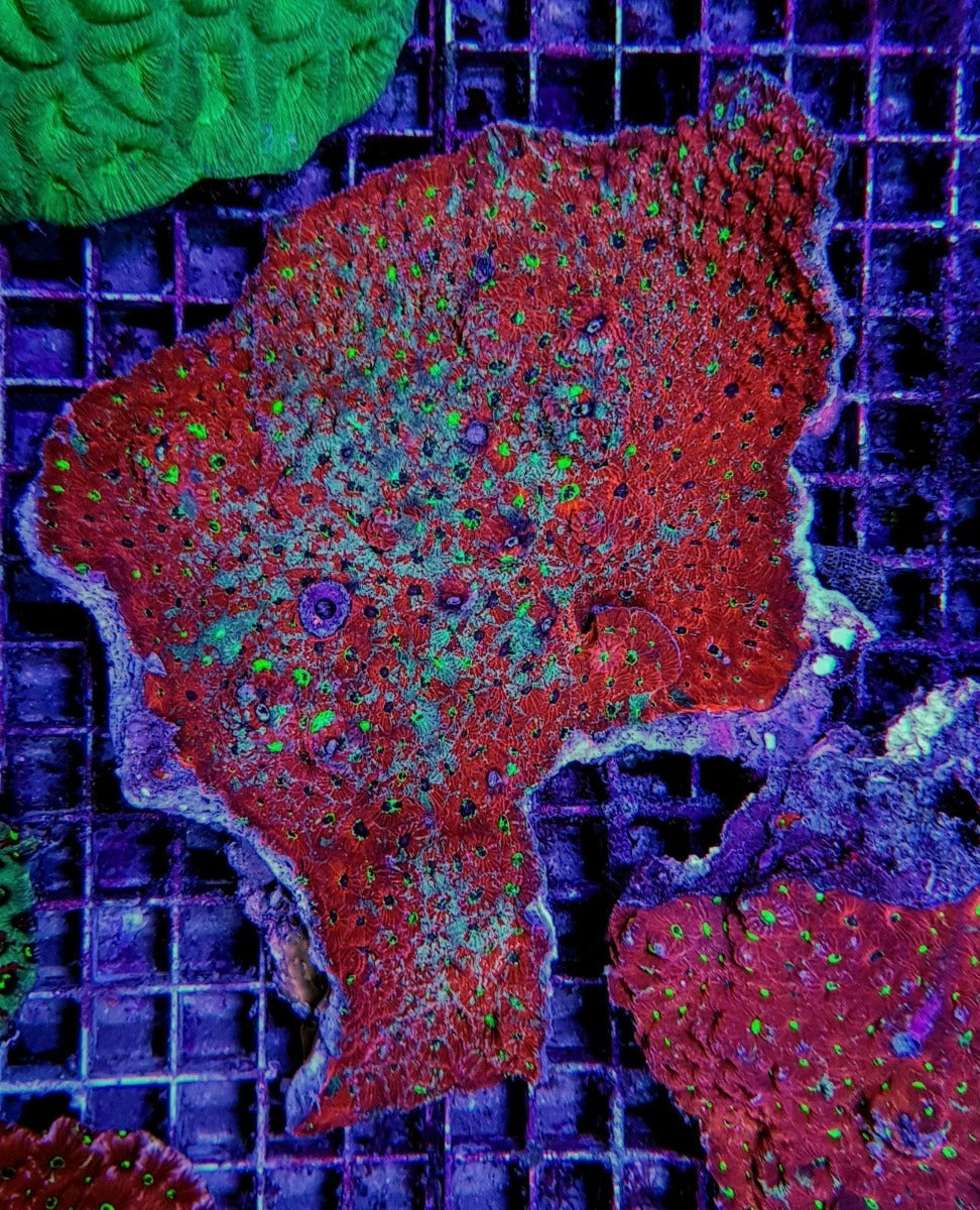 Favites spp. (Premium)