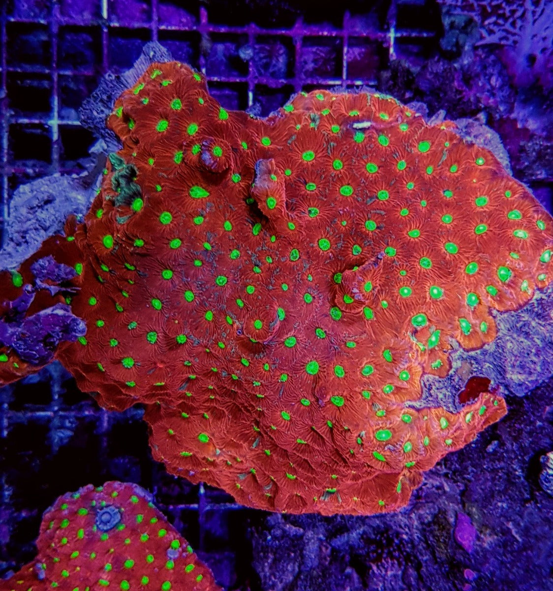 Favites spp. (Premium)