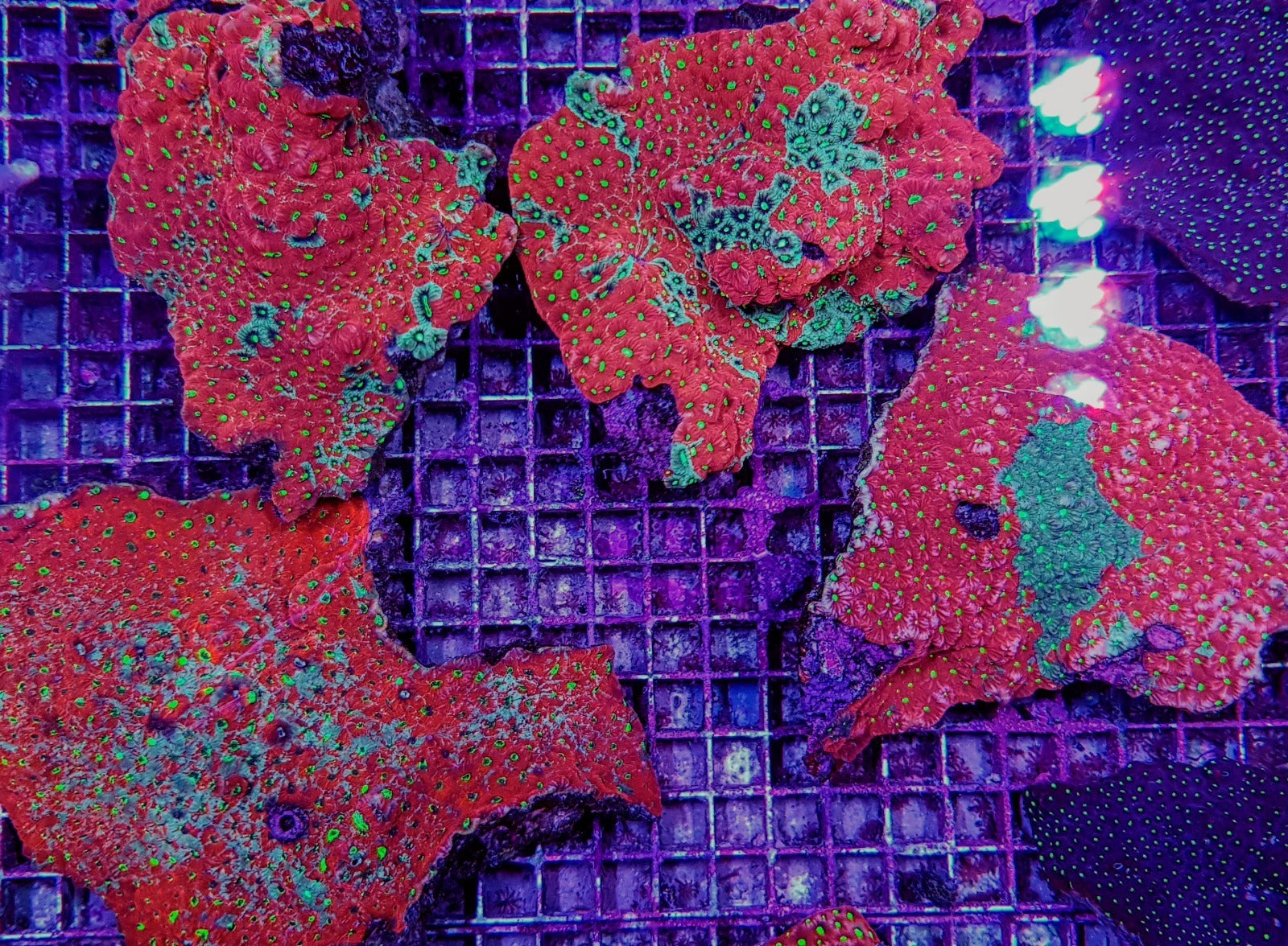 Favites spp. (Premium)