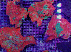 Favites spp. (Premium)