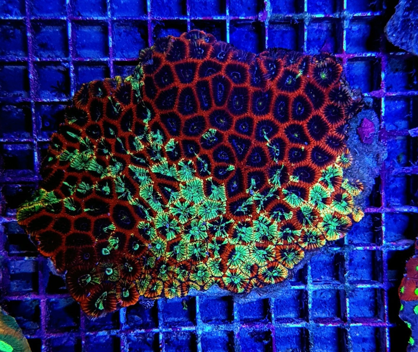 Favites spp. (Premium)