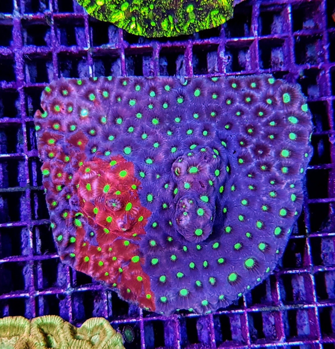 Favites spp. (Premium)