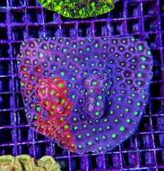 Favites spp. (Premium)