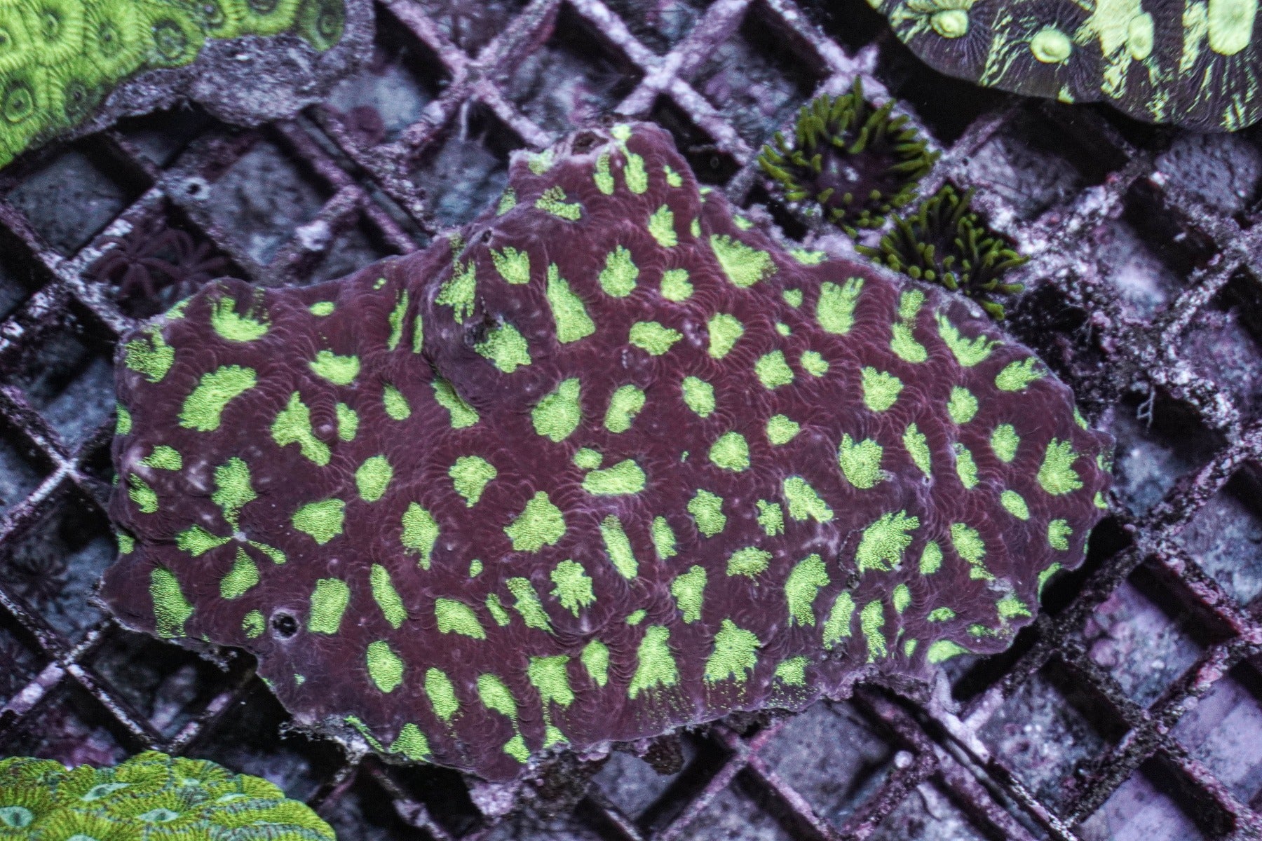 Favites spp. (Red)