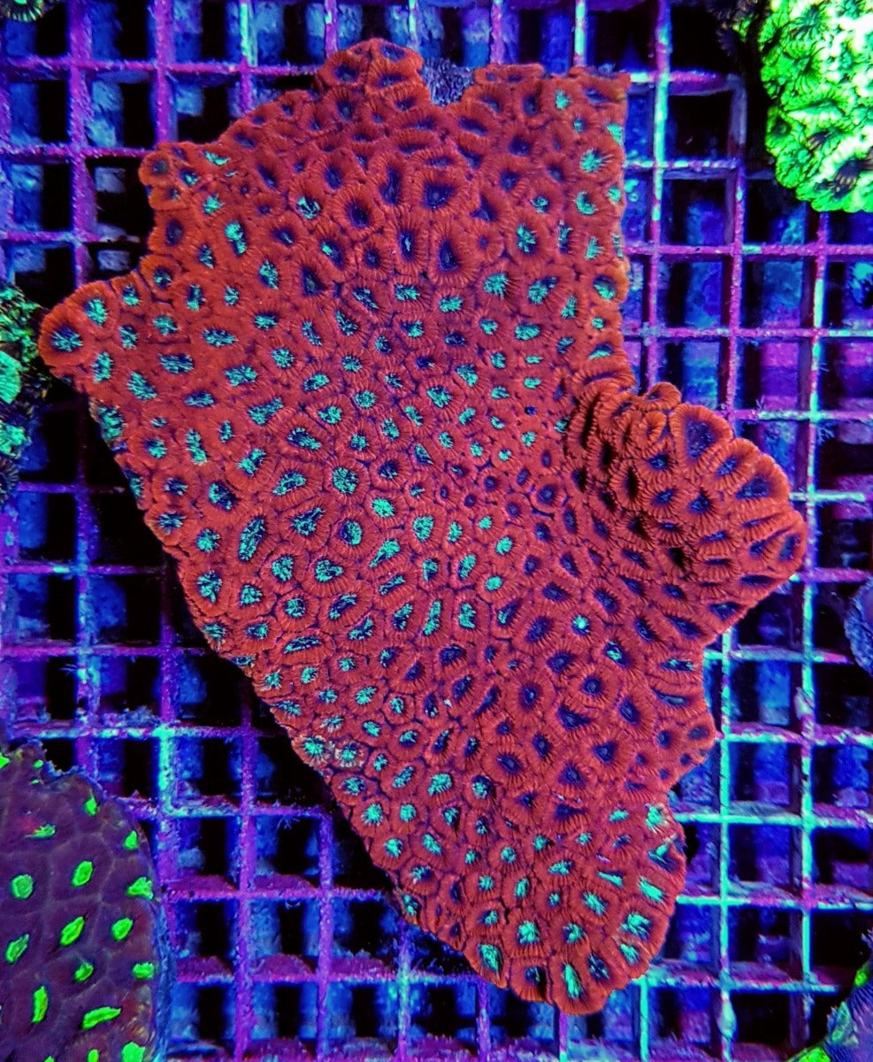 Favites spp. (Red)