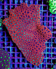 Favites spp. (Red)