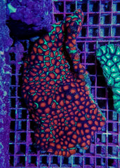 Favites spp. (Red)