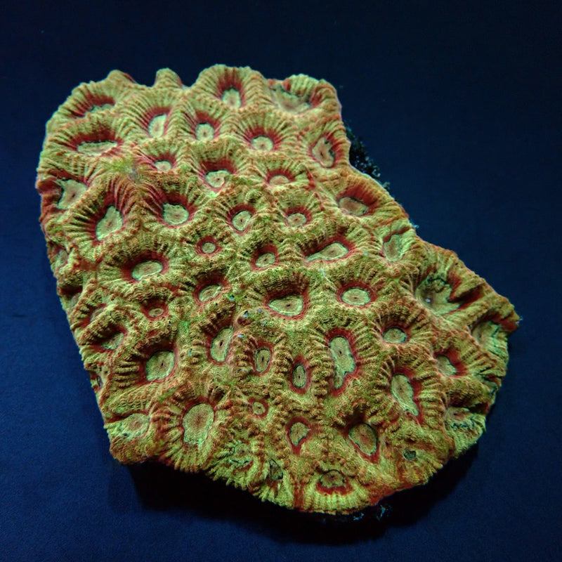 Favites spp. (Red)