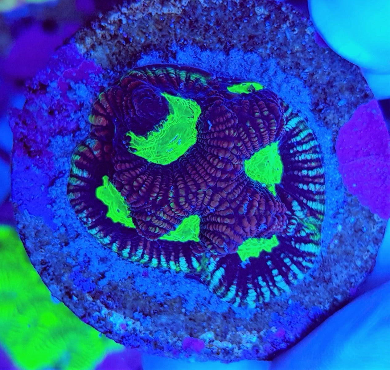 Favites spp. (Red) (frag)