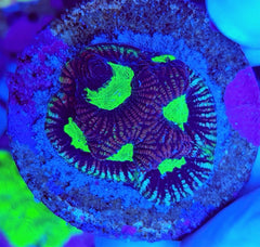 Favites spp. (Red) (frag)