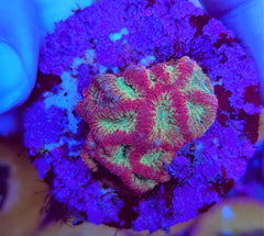 Favites spp. (Red) (frag)