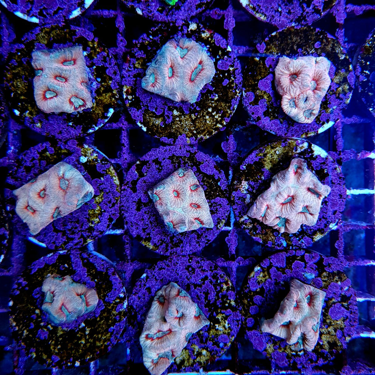 Favites spp. (Red) (frag)