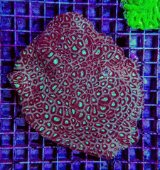 Favites spp. (Red) (Premium)