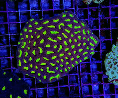 Favites spp. (Red) (Premium)