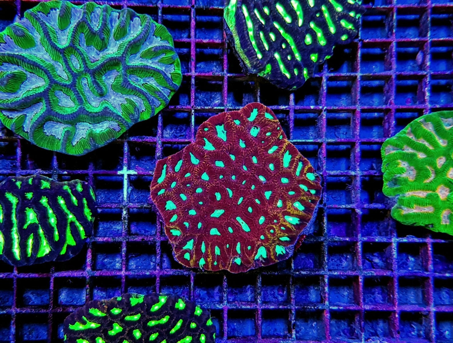 Favites spp. (Red) (Premium)
