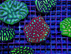Favites spp. (Red) (Premium)