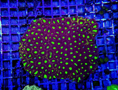 Favites spp. (Red) (Premium)