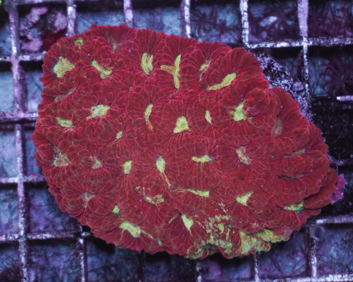 Favites spp. (Red) (Premium)