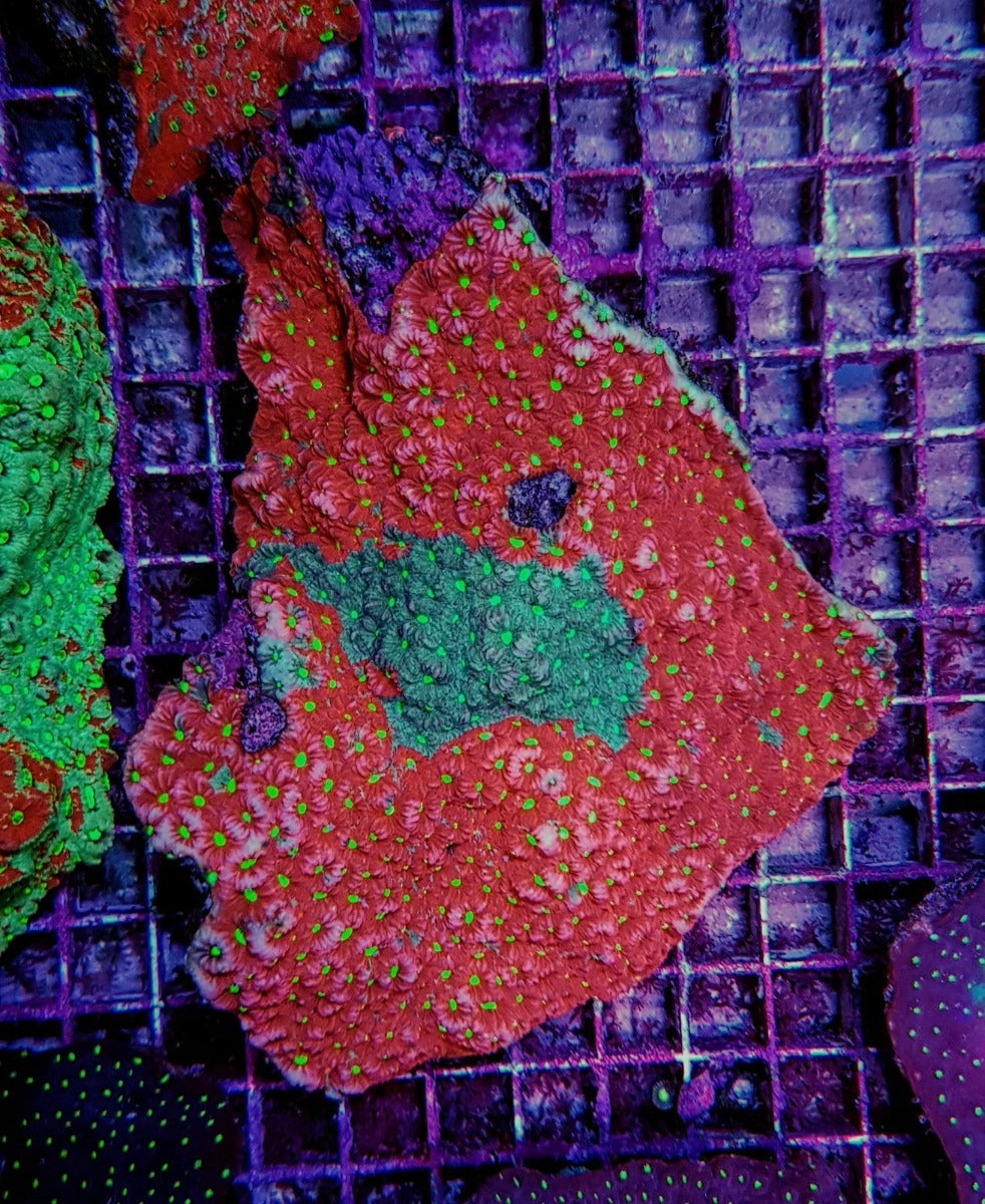 Favites spp. (Red) (Premium)