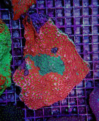 Favites spp. (Red) (Premium)