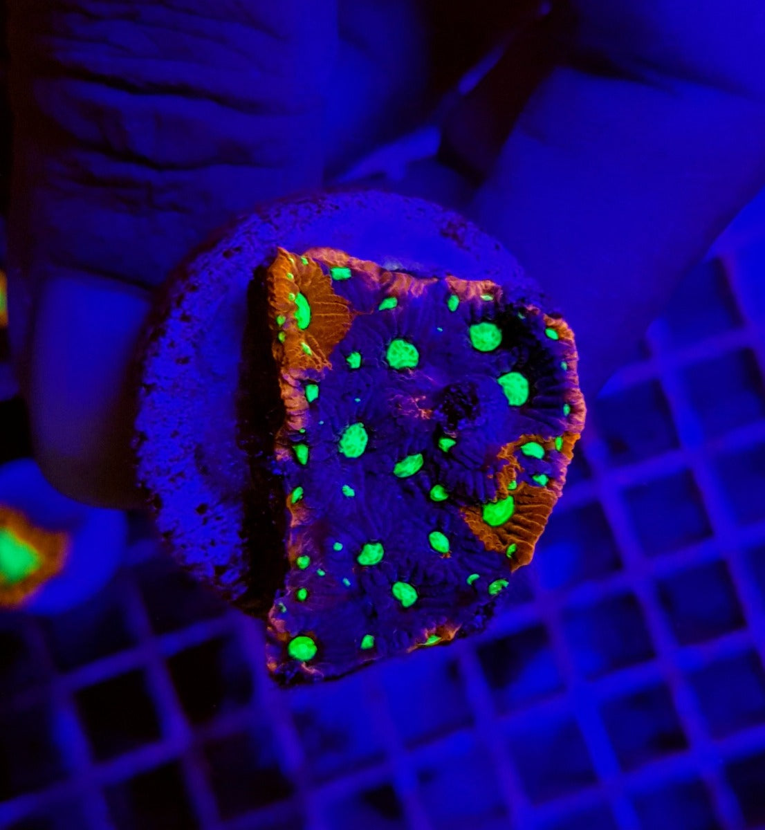 Favites spp. (Ultra) (frag)