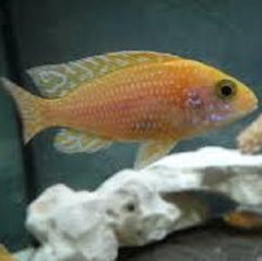 Aul.nyassae fire fish 6-8 cm