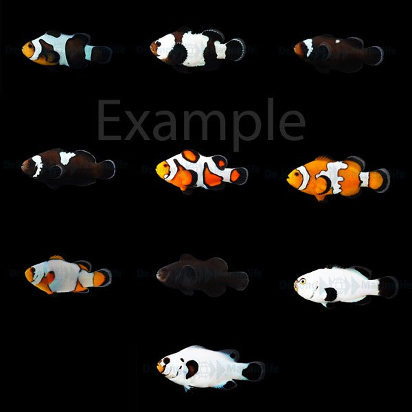 DJM bred fish package 12 (Designers)