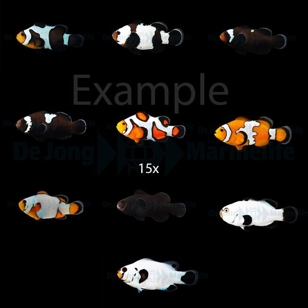 DJM bred fish package 12 (Designers)