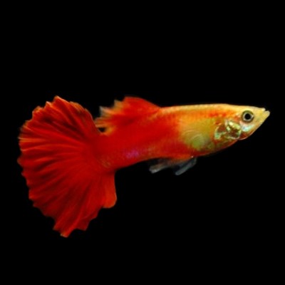 Guppy flamingo red rose M ECO