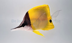 Forcipiger wanai