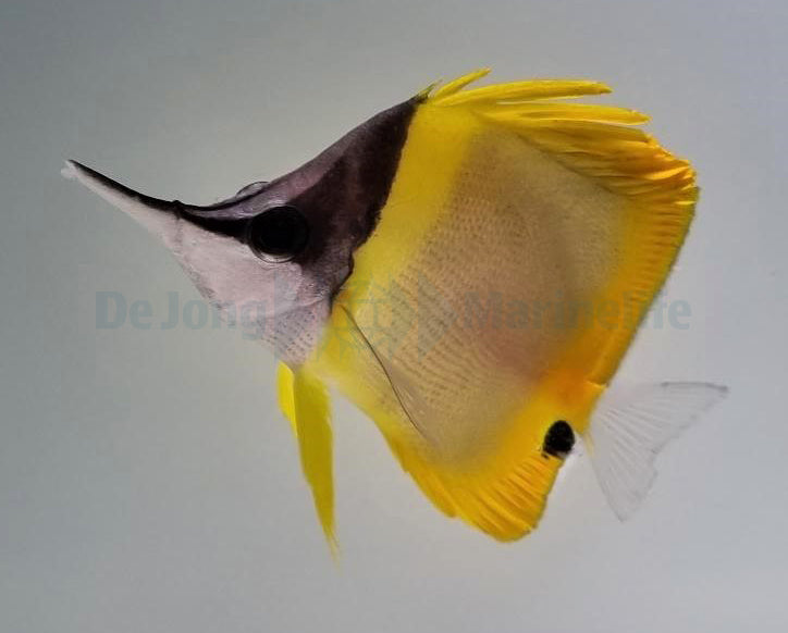 Forcipiger wanai