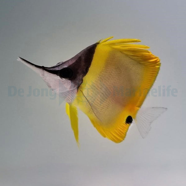 Forcipiger wanai